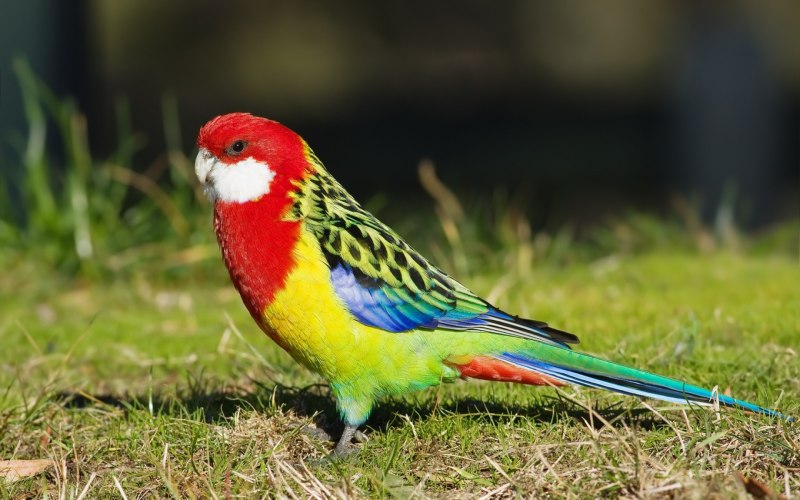 Птичка попугай (57 фото)