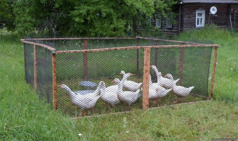 Загородка для гусей