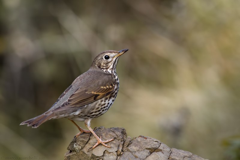 Дрозд рябинник – turdus pilaris (l., 1758)