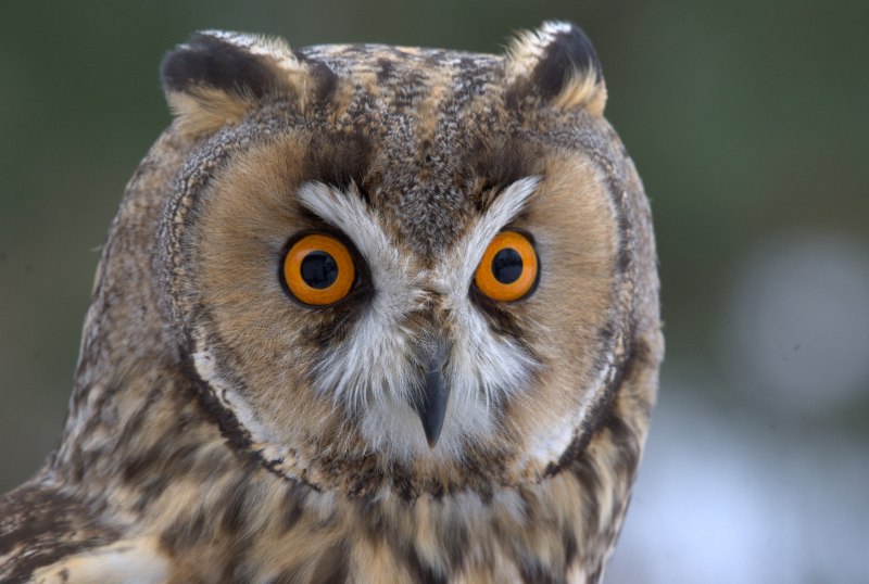 Owl Size male female barred