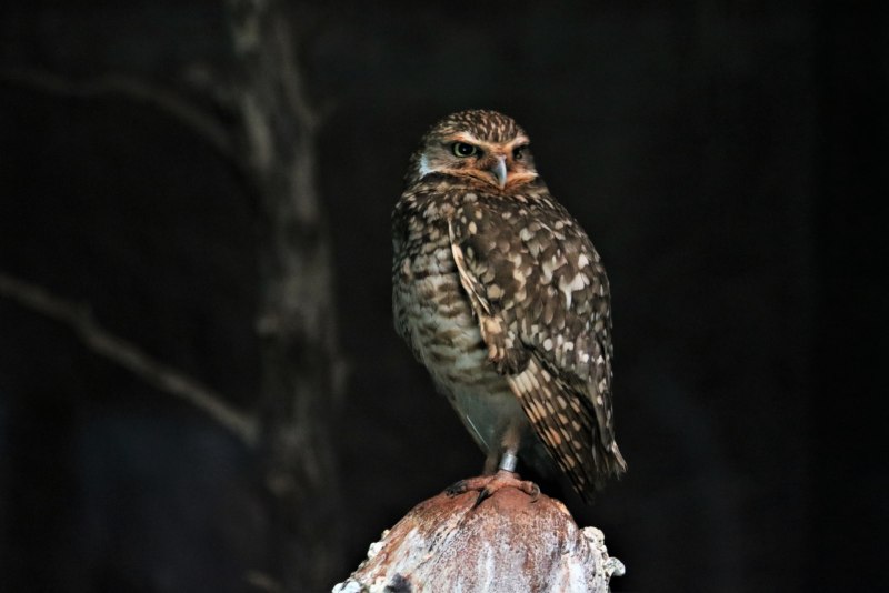 Филин обыкновенный (Bubo Bubo)