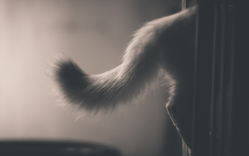 Кошачий хвостик