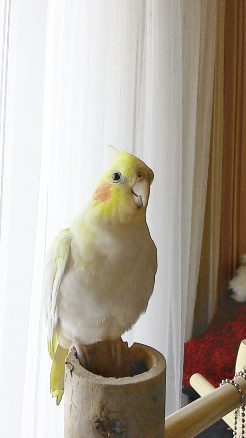 Корелла лютино самец
