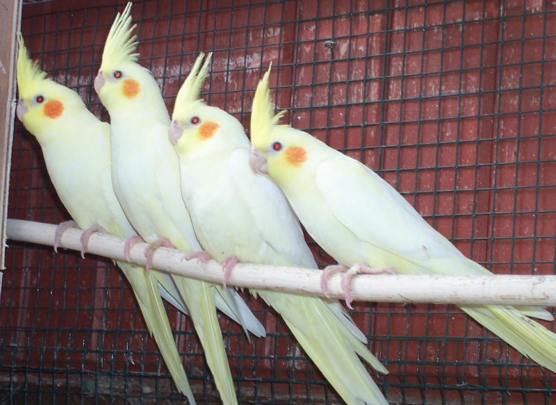 Корелла лютино самец