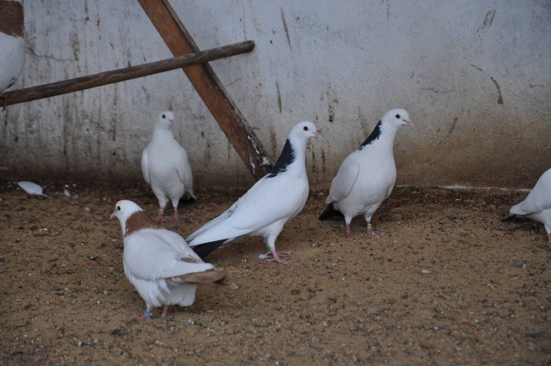 Голуби шейки
