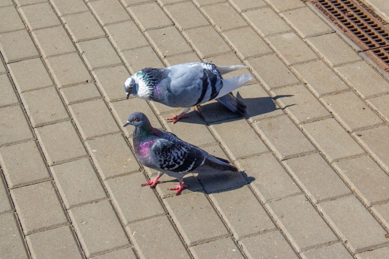 Ухаживания голубей