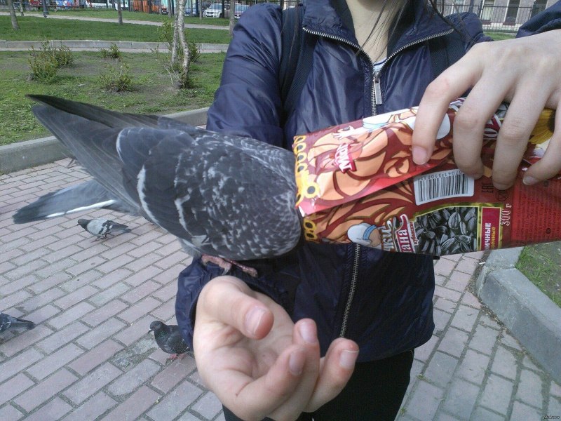 Голубь офник