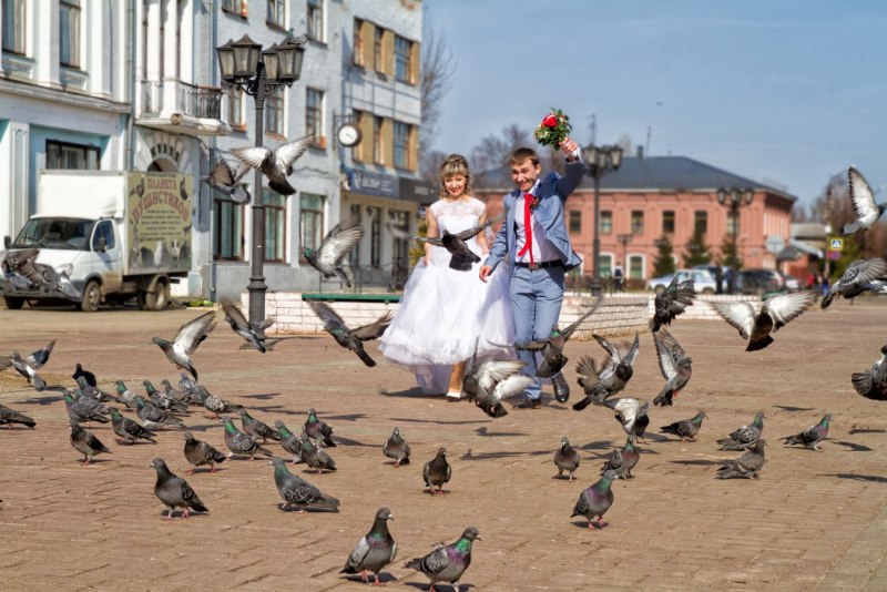 Фотоконкурс голуби