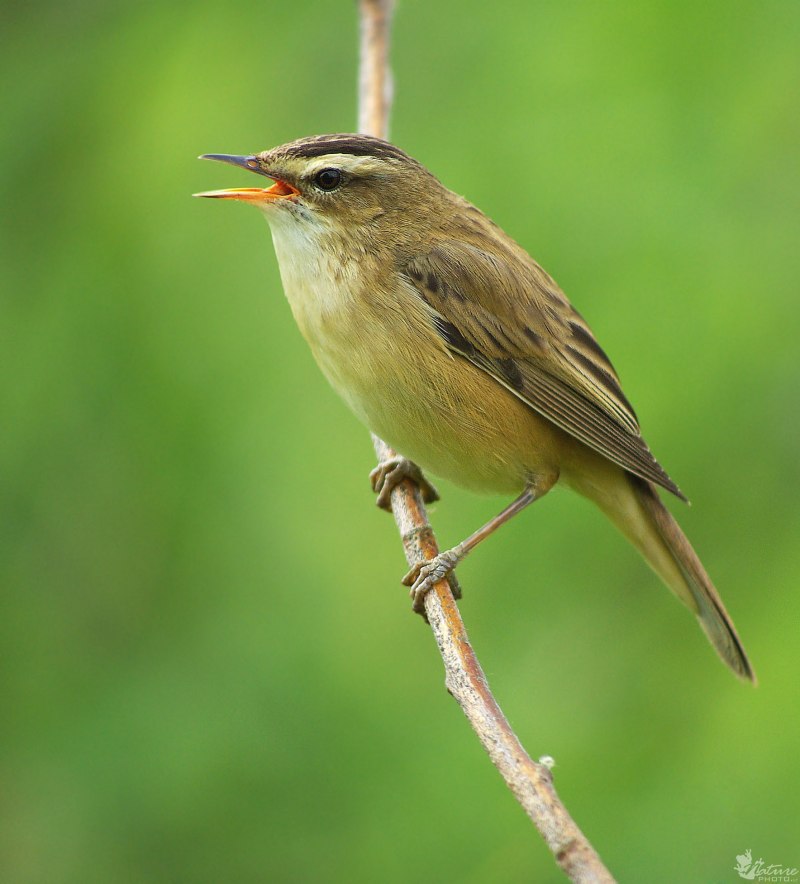 Садовая камышевка – Acrocephalus dumetorum