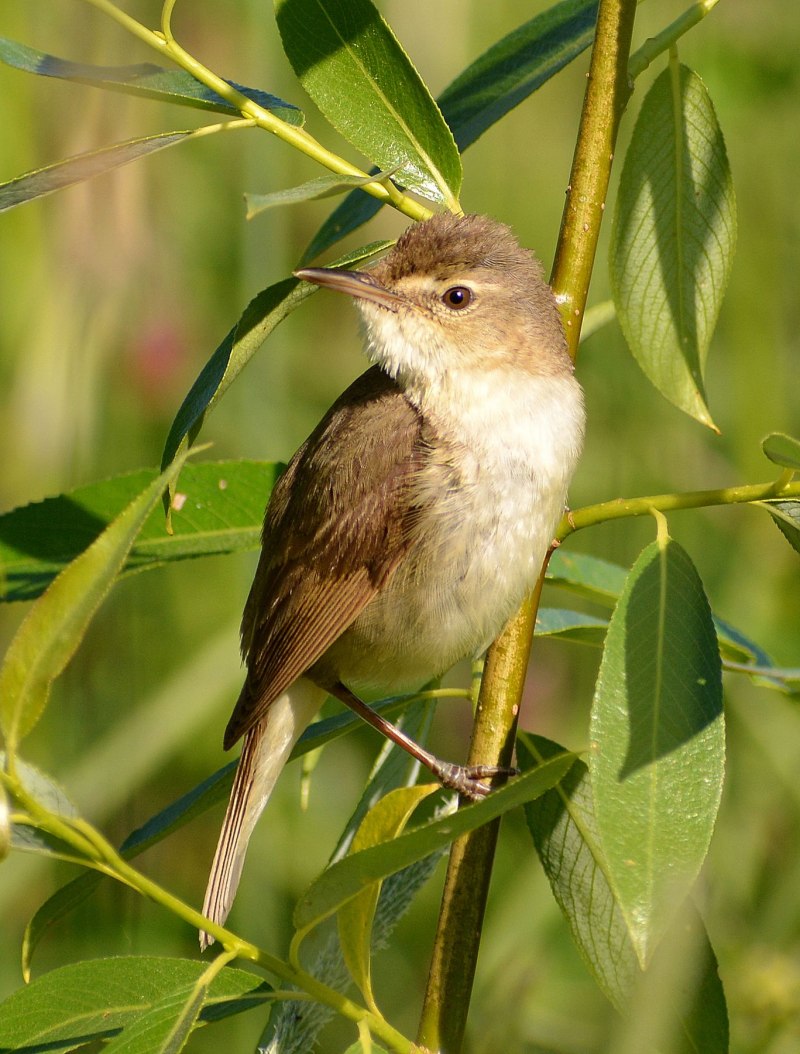 Камышовка садовая птица фото и описание