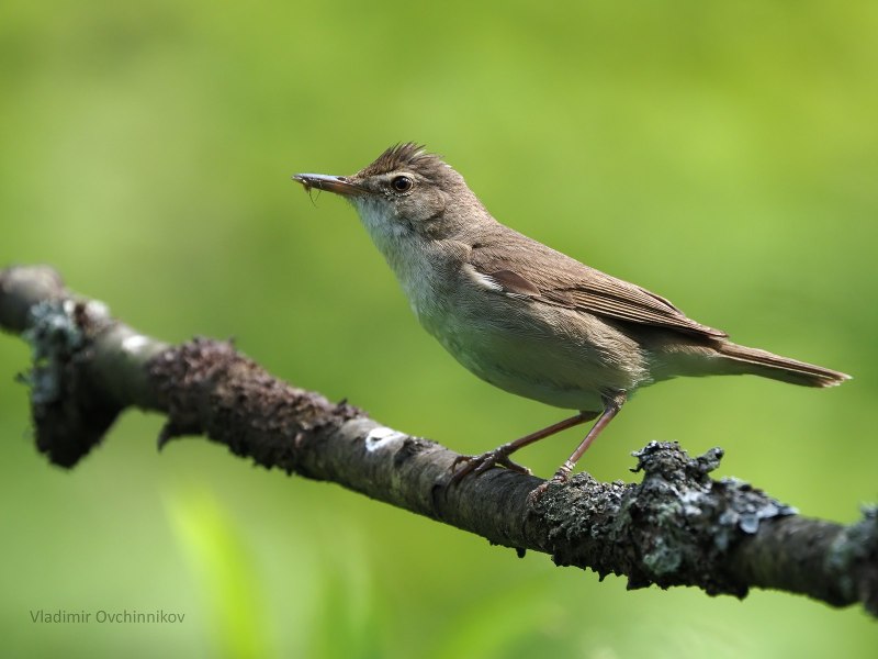 Садовая камышевка – Acrocephalus dumetorum