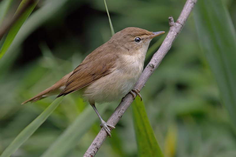 Камышёвка Садовая ‒ Acrocephalus dumetorum (Blyth, 1849)