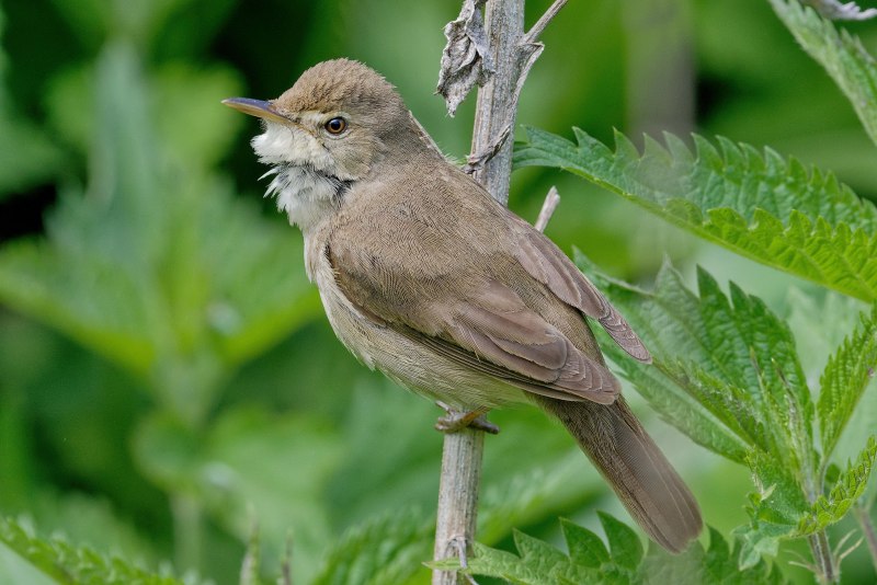 Acrocephalus dumetorum