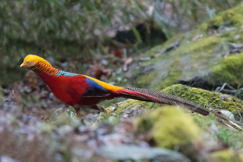 Золотой фазан Chrysolophus pictus Размеры