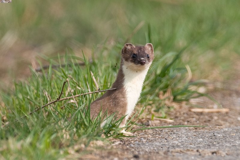 Горностай (Mustela erminea)