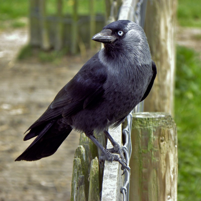 Галка (Corvus monedula)