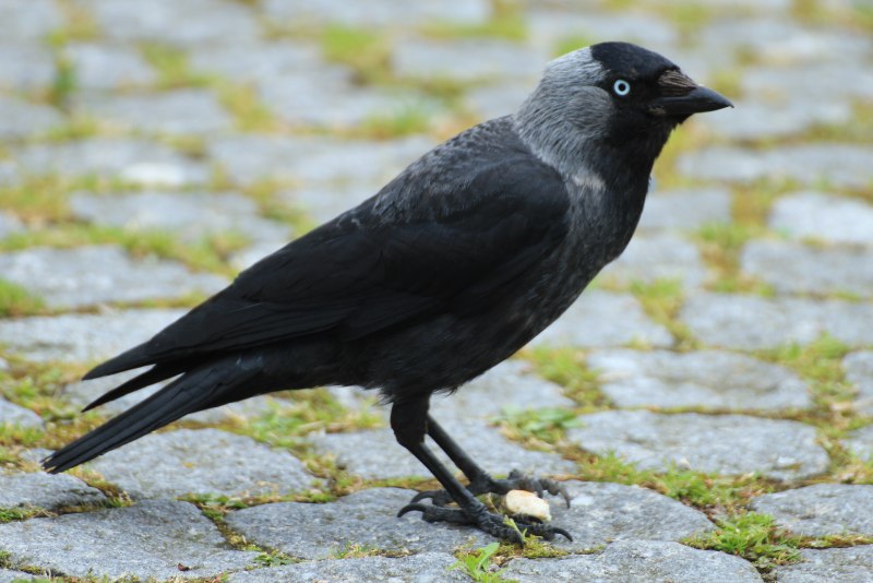 Corvus monedula
