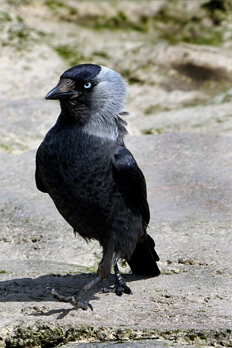Галка обыкновенная ‒ Corvus monedula