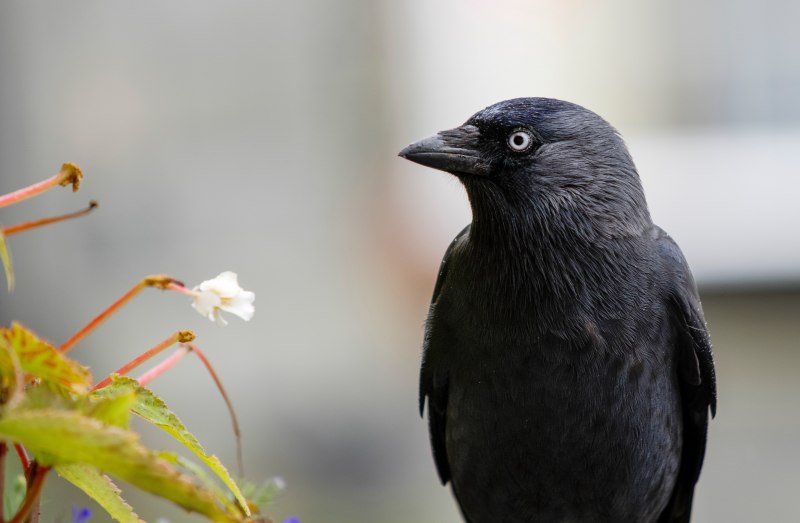 Галка (Corvus monedula)