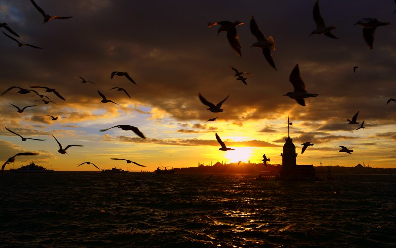 The Dance of the Seagull