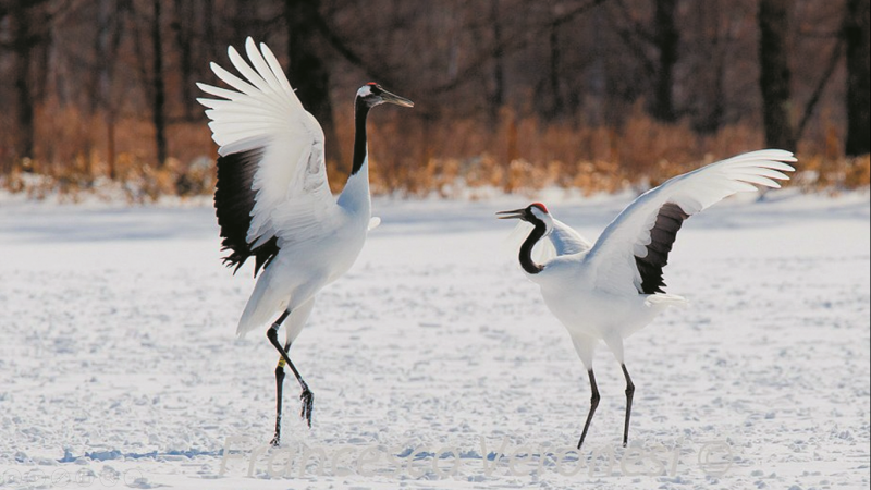 Японский (Уссурийский) журавль Grus japonensis