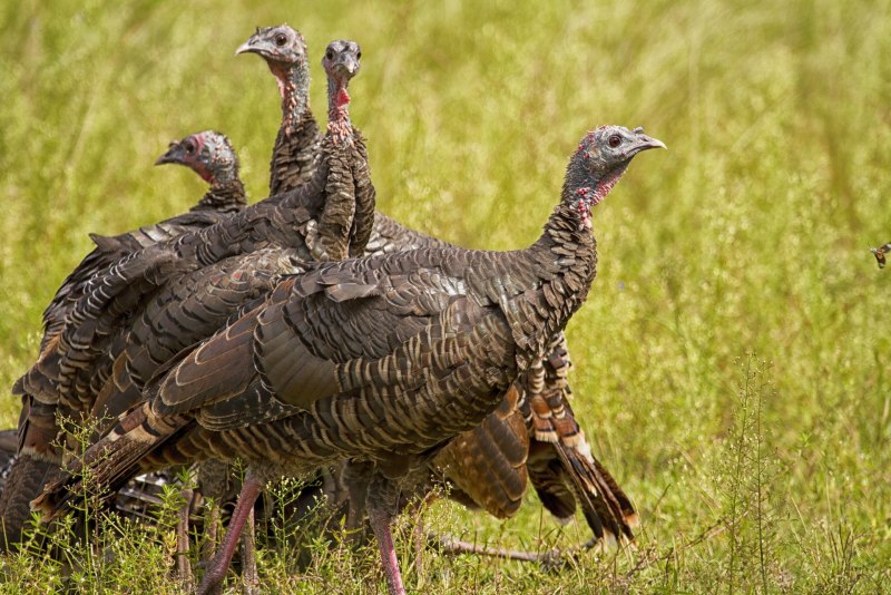 Meleagris gallopavo