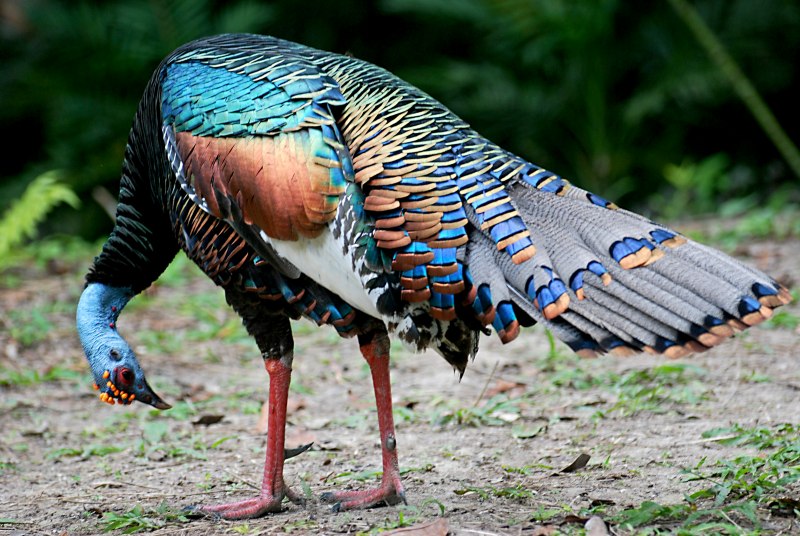 Turkey индюк