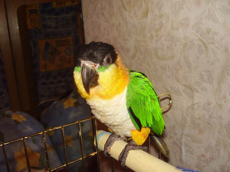 Черноголовый каик