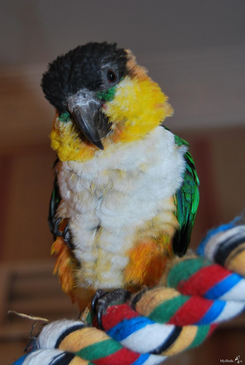 White bellied Caique попугай