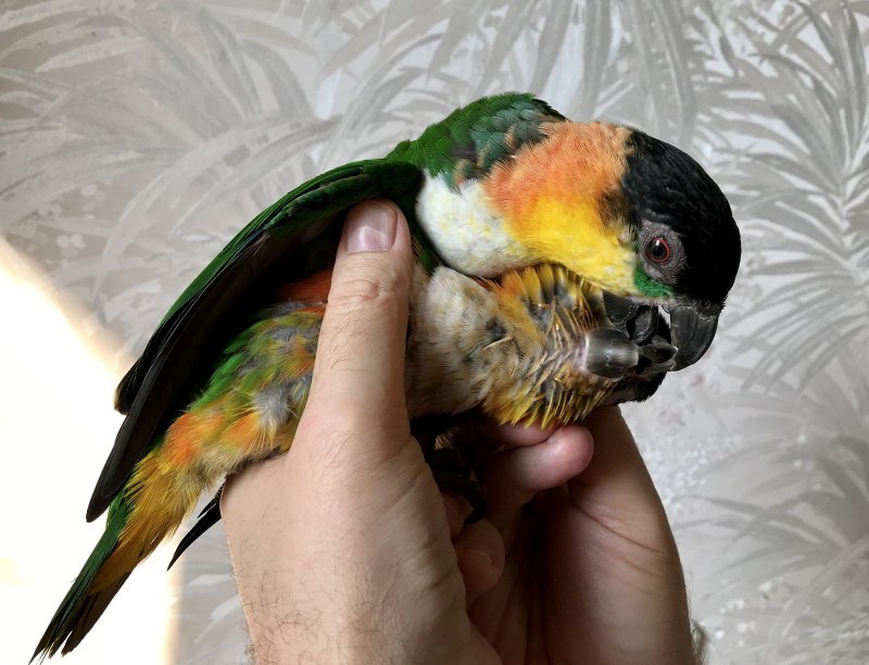 Caique Parrot попугай