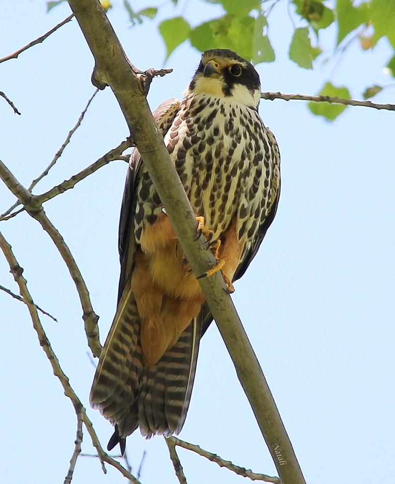 Falco vespertinus