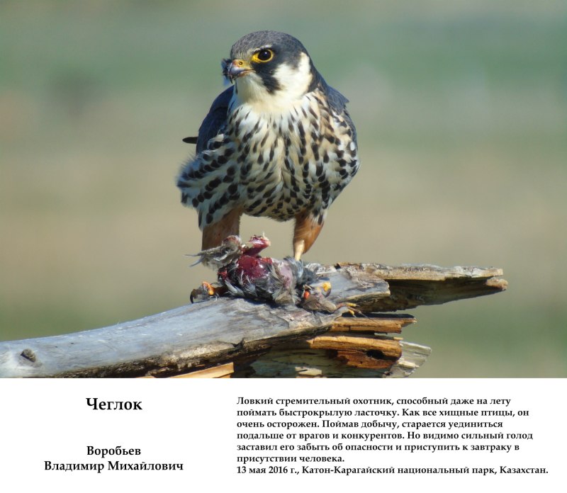 Чеглок под