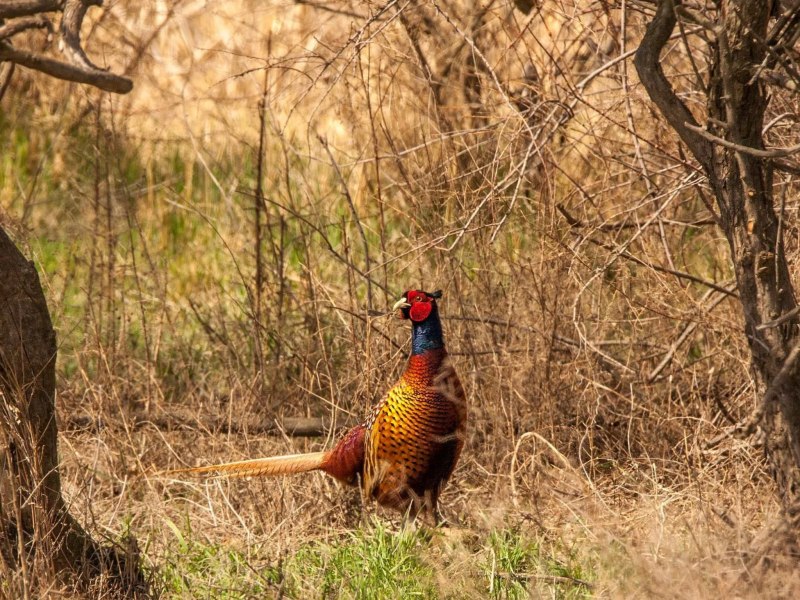 Фазаны (Pheasants)