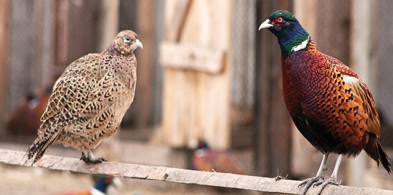 Phasianus colchicus Bianchi