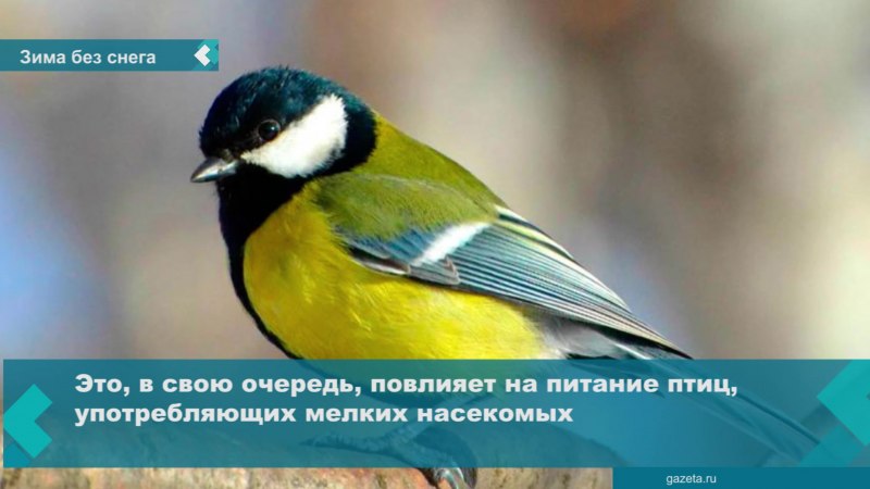 Синица Перелетная птица хвост