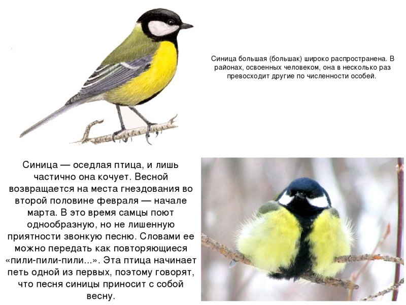 Синица в Сибири