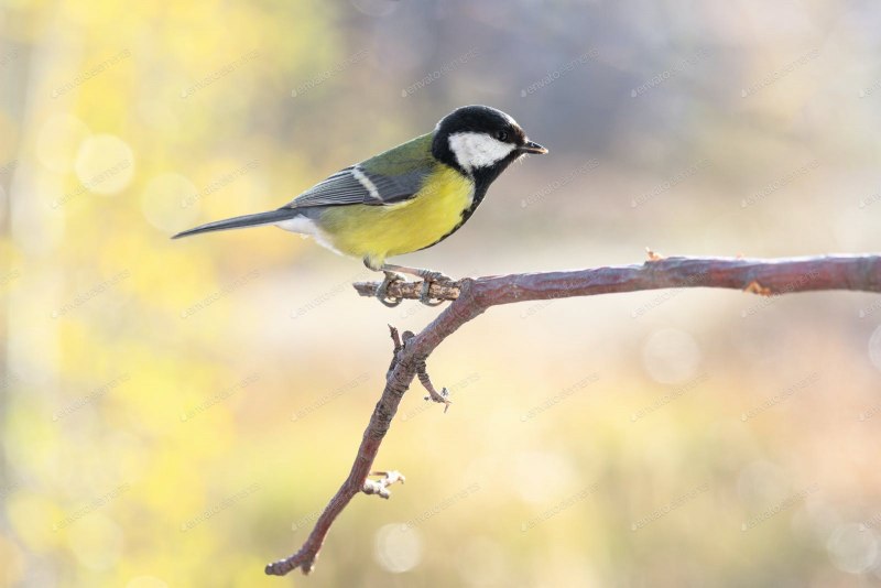 Большая синица Parus Major