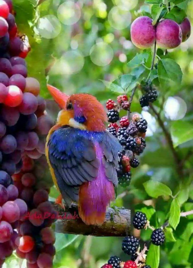 Природа птицы
