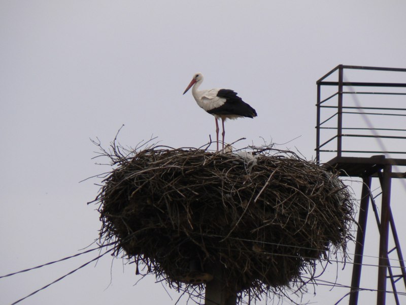 Гнездо с аистами f07733