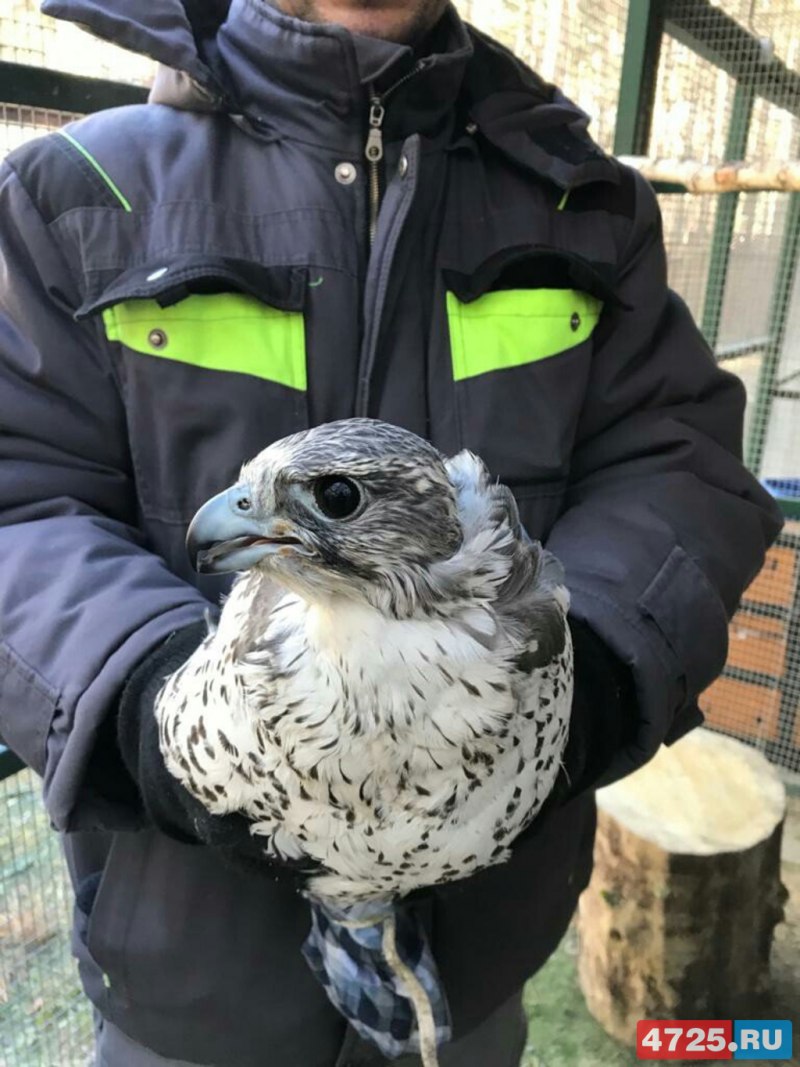 Белгородские птицы