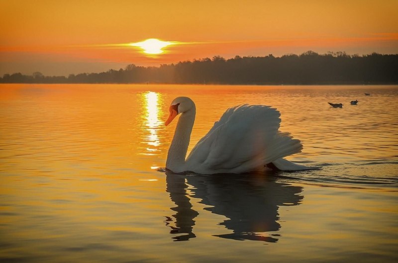 Одинокий лебедь на воде