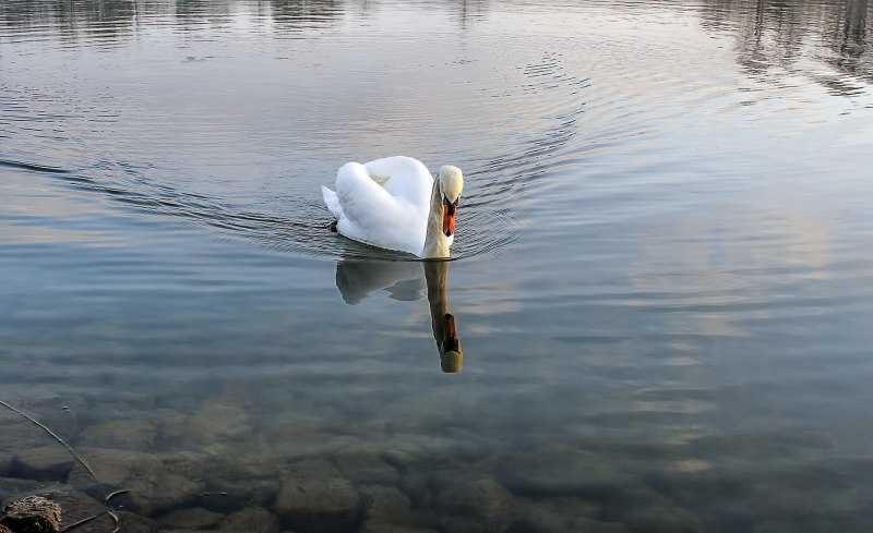 Лебеди на воде