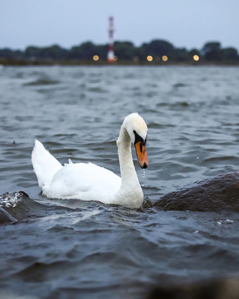 Белая водоплавающая птица