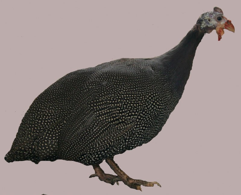 Чубатая цесарка