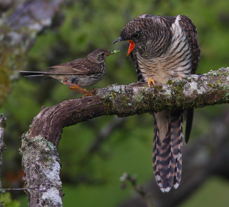 Кукушка (Cuculus poliocephalus