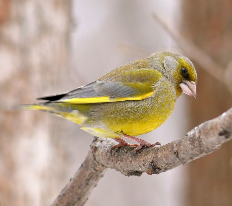 Зеленушка (Chloris Chloris)