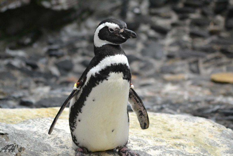 Магелланов пингвин (38 фото)