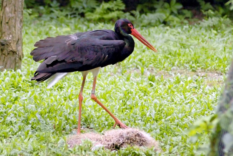 Black Stork черный Аист