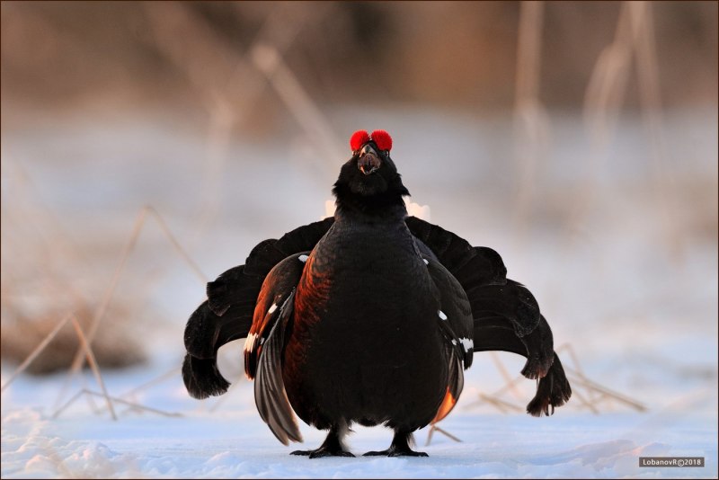 Глухарь (Tetrao urogallus)