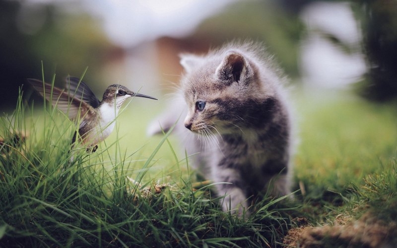 Живая природа птицы